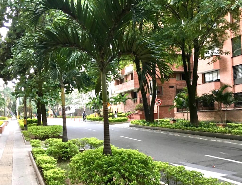 Laureles front gardens and tree canopy